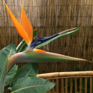 Bird of Paradise (Strelitzia Regina) 天堂鳥 (France法國）